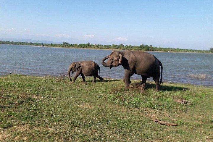 1 日でサウス コーストからビューティ オブ ヤラ (ルフナ) 国立公園を探索します。
