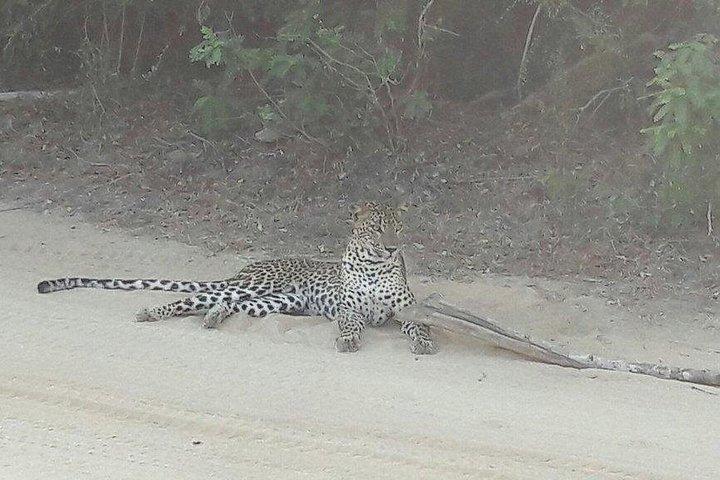 1 日でサウス コーストからビューティ オブ ヤラ (ルフナ) 国立公園を探索します。