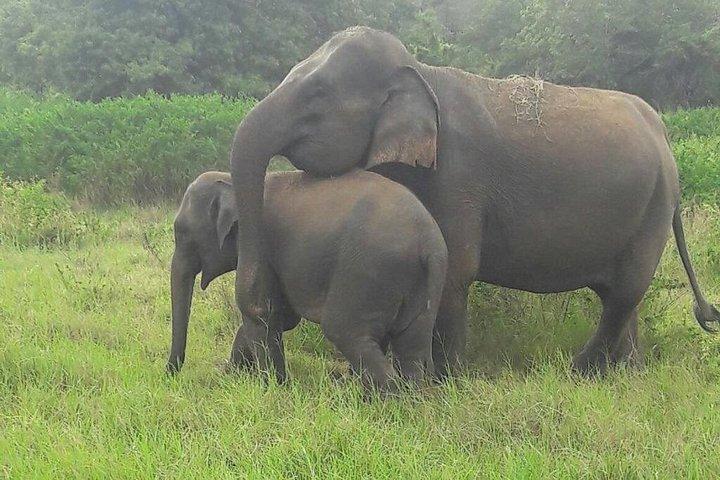 1 日でサウス コーストからビューティ オブ ヤラ (ルフナ) 国立公園を探索します。