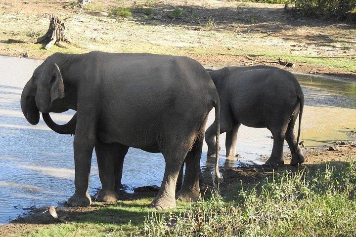1 日でサウス コーストからビューティ オブ ヤラ (ルフナ) 国立公園を探索します。