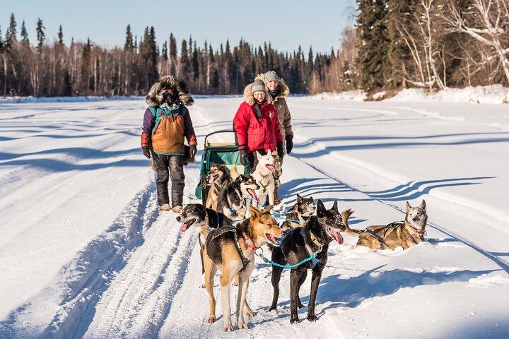 Trineo tirado por perros privado con guía en el histórico Yukon Quest Trail