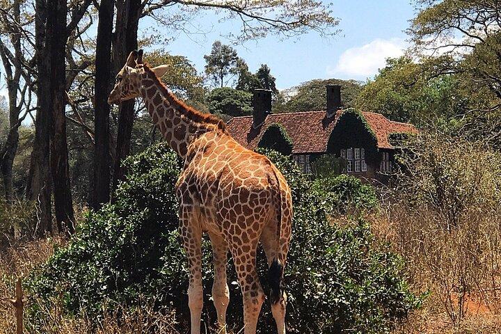 Une excursion d'une journée au Giraffe Center à Nairobi au Kenya