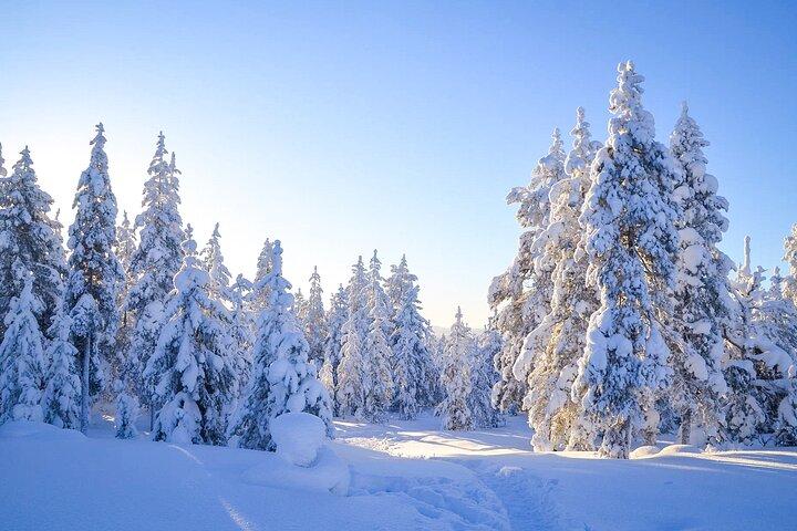 Wilderness Survival Tour - Hiver