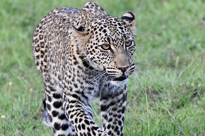 Safari de luxo Masai Mara de 3 dias
