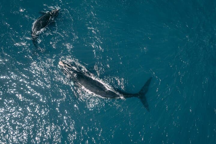 Whale Watching, Wine tasting and Penguin colony visit Guided tour