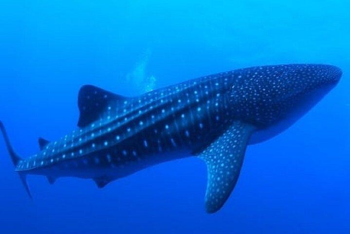 ジンベイザメとのシュノーケリングには、装備と輸送が含まれます