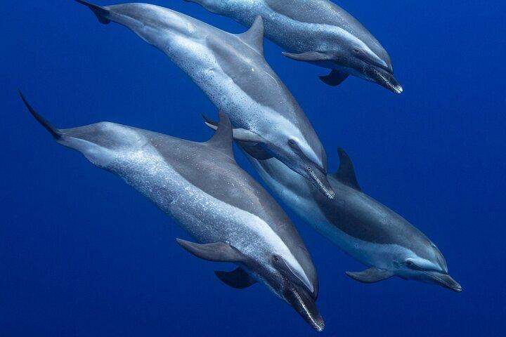 Safari de observación de delfines salvajes y snorkel en la costa oeste de Oahu