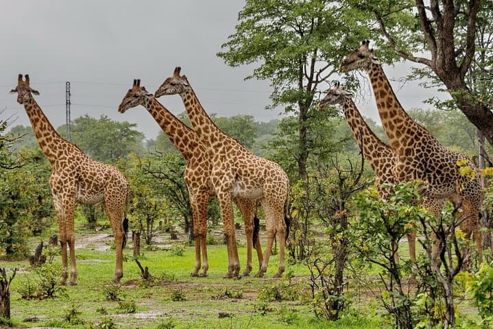 4 Day Small Group Garden Route Tour in Cape Town