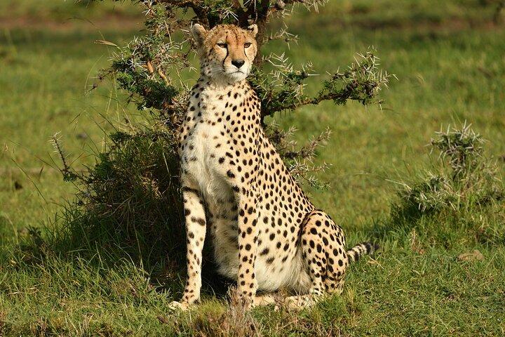 Safari di lusso in Kenya di 7 giorni 6 notti Amboseli e Masai Mara
