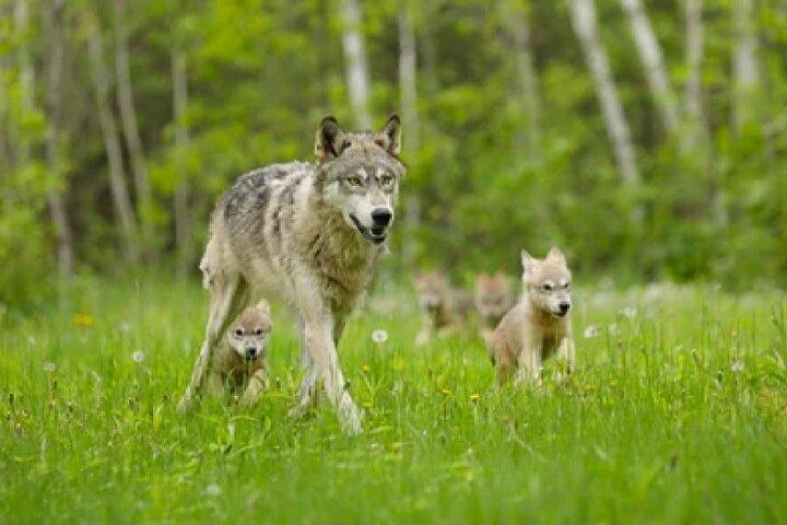 ジャクソン発：グランドティトンの野生動物と風景を巡る 1 日ツアー (ランチ付き)