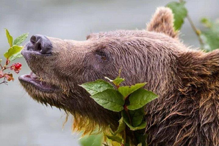 ジャクソン発：グランドティトンの野生動物と風景を巡る 1 日ツアー (ランチ付き)