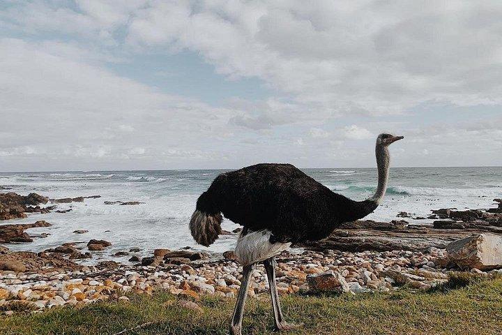 ペンギンのプライベート ツアー - ケープタウン発喜望峰とケープ ポイント ツアー