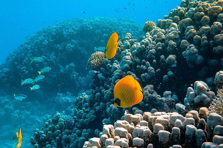 PADI Open Water Diver Course | For beginners