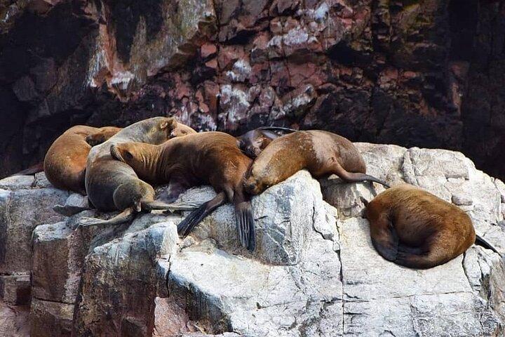 マチュピチュに浸るペルー11日間