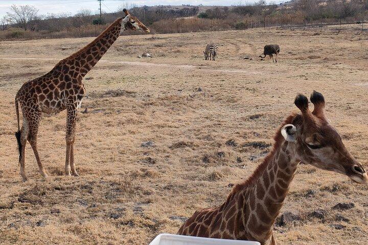 Tour di un'intera giornata alla culla dell'umanità da Pretoria e Johannesburg