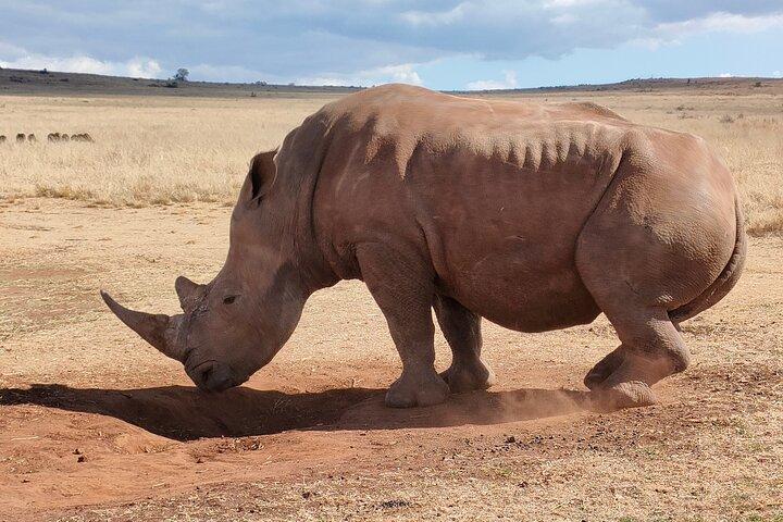 Tour di un'intera giornata alla culla dell'umanità da Pretoria e Johannesburg