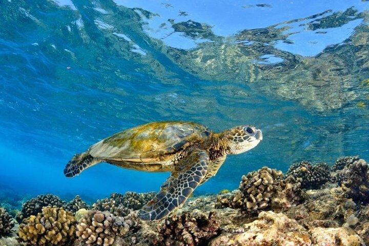 North Shore & Circle Island Tour (Not Private)