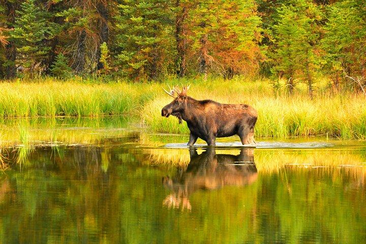ジャクソン発：グランドティトンの野生動物と風景を巡る 1 日ツアー (ランチ付き)