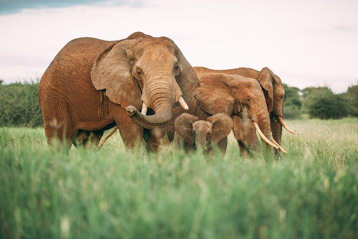 3-Days Lodge Safari i Tarangire, Ngorongoro-kratern och Lake Manyara