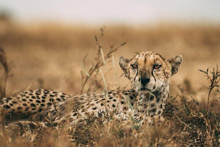 3-Days Lodge Safari i Tarangire, Ngorongoro-kratern och Lake Manyara