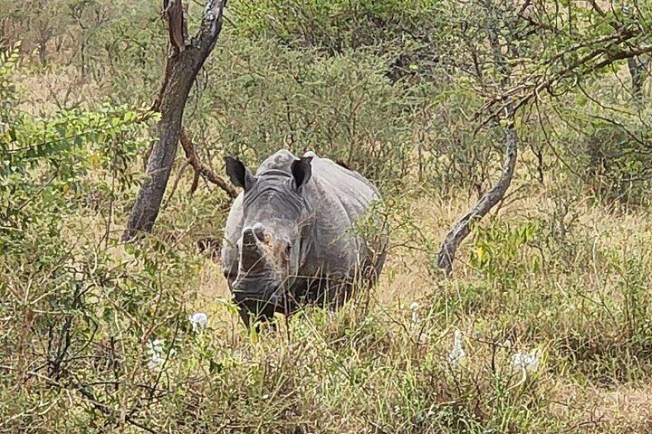 Privat heldagstur Akagera Game Drive