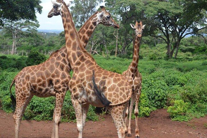 Une excursion d'une journée au Giraffe Center à Nairobi au Kenya
