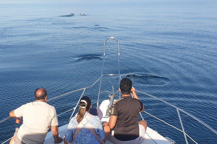 2 Stunden Delfinbeobachtung in Marbella