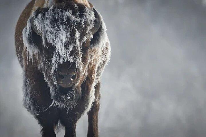 Grand Teton Wildlife and Native American Petroglyph Tour