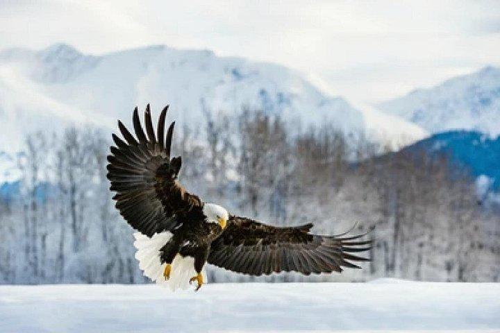 Grand Teton Wildlife and Native American Petroglyph Tour