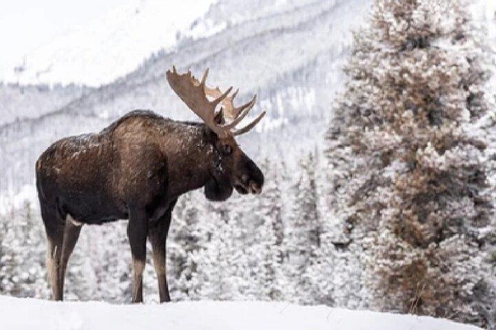 Grand Teton Wildlife and Native American Petroglyph Tour
