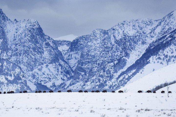 Grand Teton Wildlife and Native American Petroglyph Tour