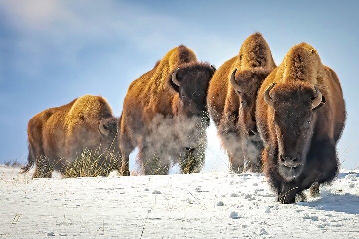 Grand Teton Wildlife and Native American Petroglyph Tour
