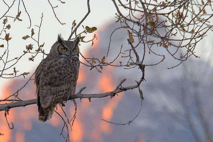 Grand Teton Wildlife and Native American Petroglyph Tour