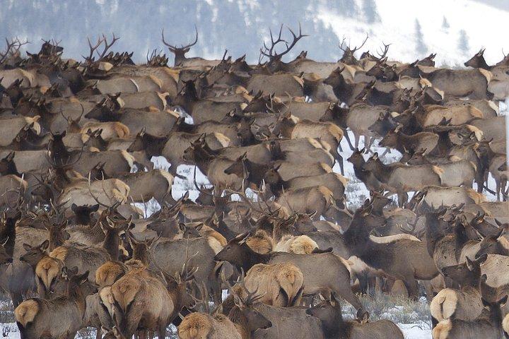 Grand Teton Wildlife and Native American Petroglyph Tour