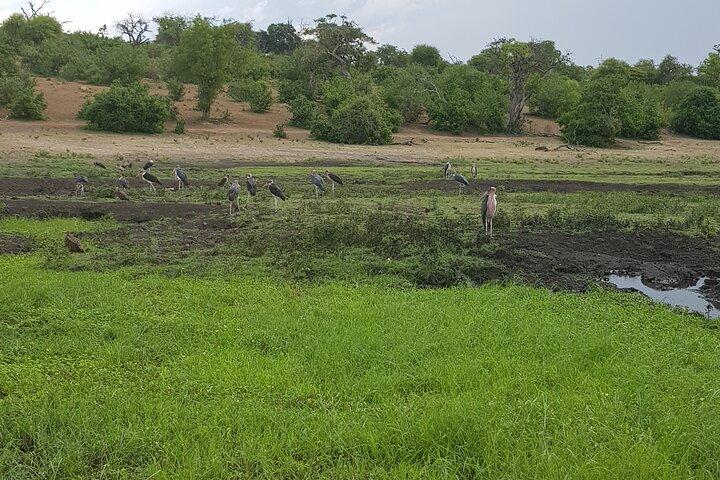 Chobe heldagssafari i Chobe