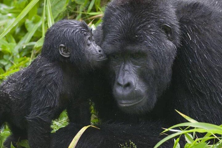 Trekking de Gorila Guiado Privado de 3 Dias em Uganda e Batwa Experience