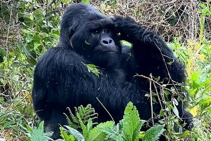Trekking de Gorila Guiado Privado de 3 Dias em Uganda e Batwa Experience