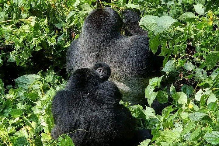 Trekking de Gorila Guiado Privado de 3 Dias em Uganda e Batwa Experience