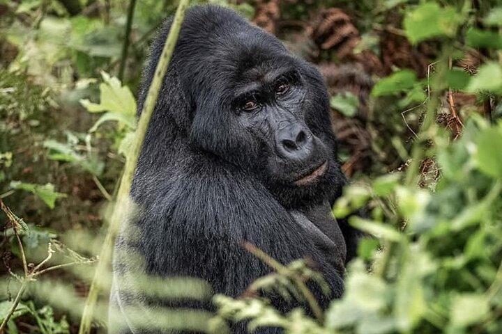3 Days Rwanda Uganda Gorilla Trekking Safari