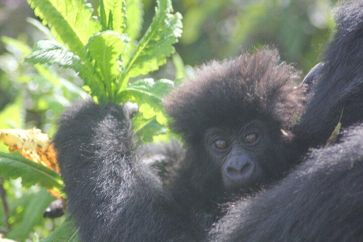 3 Days Rwanda Uganda Gorilla Trekking Safari