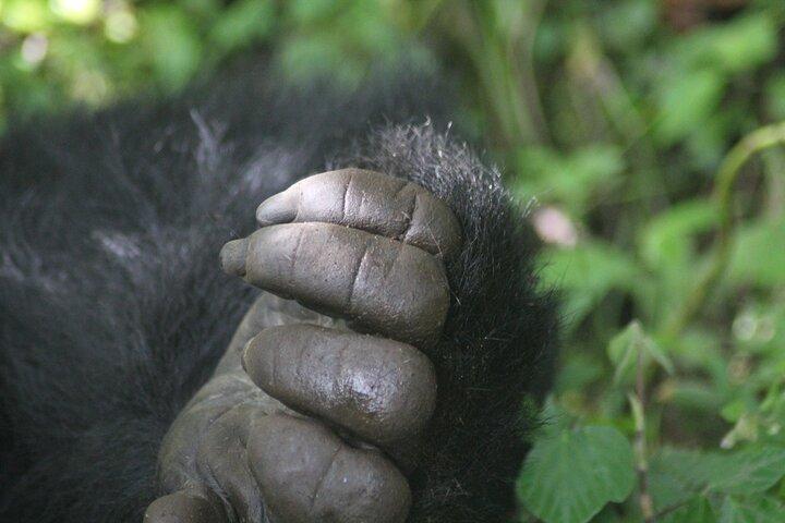 3 Days Rwanda Uganda Gorilla Trekking Safari
