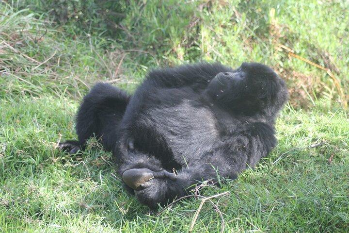 3 Days Rwanda Uganda Gorilla Trekking Safari
