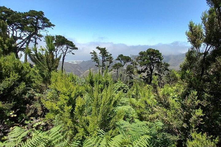 驚きのアナガ：テネリフェの少人数ハイキングツアー（12km）