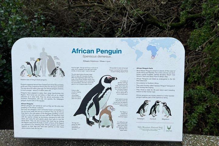 Private Full Day Tour To Cape Point, Penguins With Table Mountain.