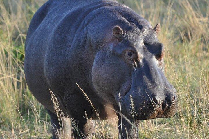7 Day Classic Kenyan Safari with Unlimited Game Drives