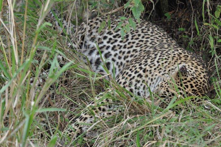 7 Day Classic Kenyan Safari with Unlimited Game Drives