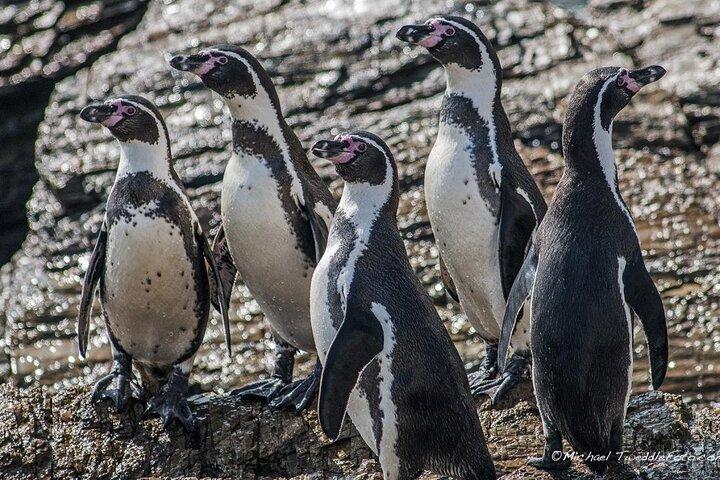 リマ発：パラカスとワカチナ・オアシスの終日ガイド付きツアー