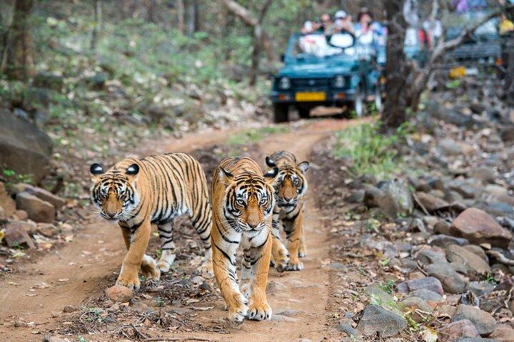 Private Tour zum Ranthambore Tiger Reserve von Jaipur