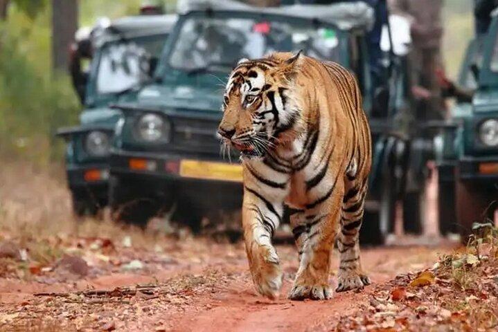 Private Tour zum Ranthambore Tiger Reserve von Jaipur