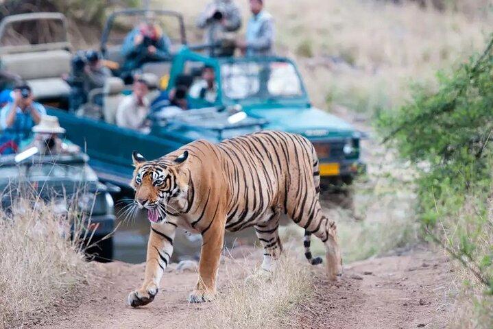 Private Tour zum Ranthambore Tiger Reserve von Jaipur